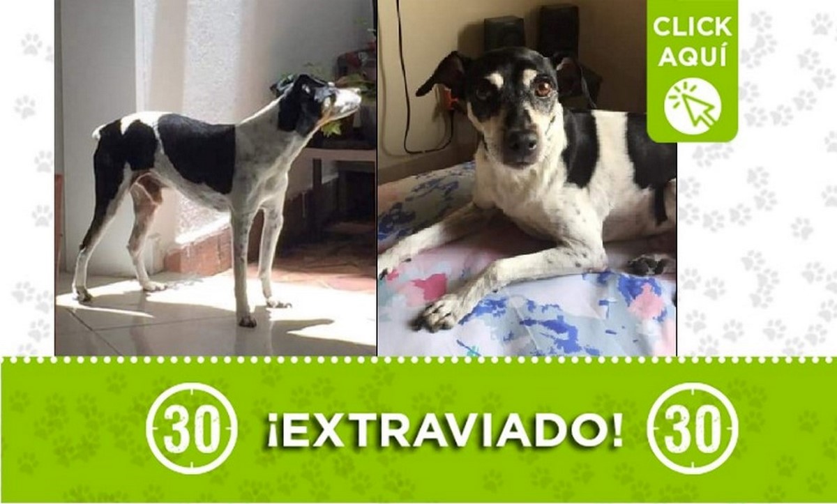 Tobi perdido Tobi perdido