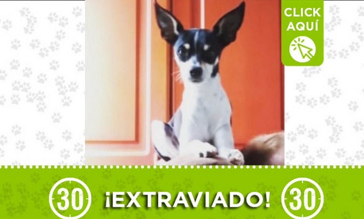 toby-medellin-21-julio-perro-perdido