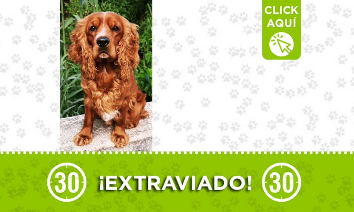 ¿Lo ha visto? "Tony" se extravió cerca a la Estación Universidad ¿Lo ha visto? "Tony" se extravió cerca a la Estación Universidad