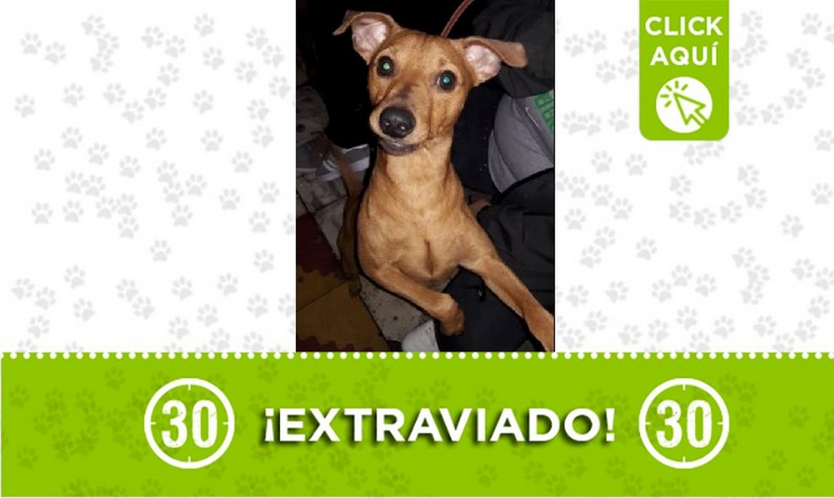 Buscan a 'Tony', se perdió en El Popular 1 1 Tony perdido