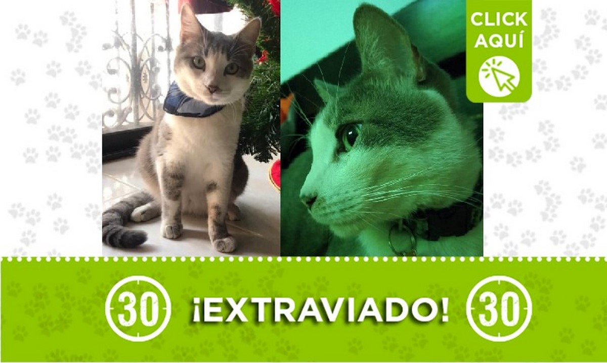 Tony perdido Tony perdido