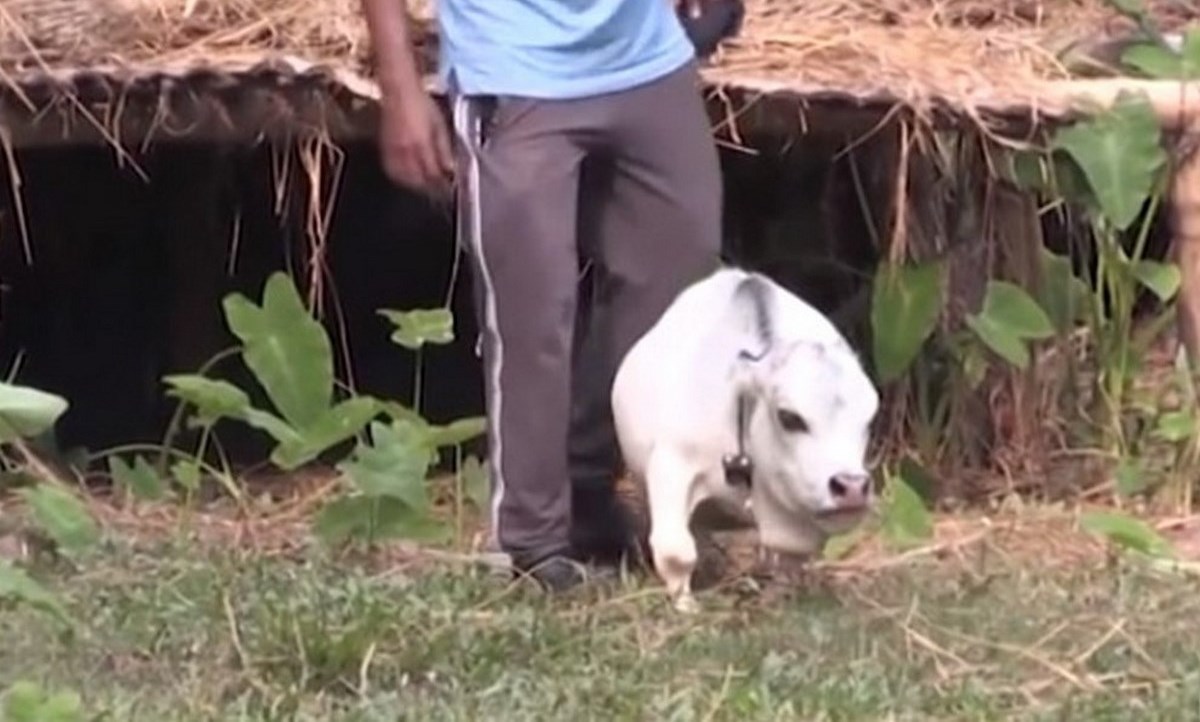 ¡Es la sensación! Esta sería la vaca más pequeña del mundo 1 vaca pequena