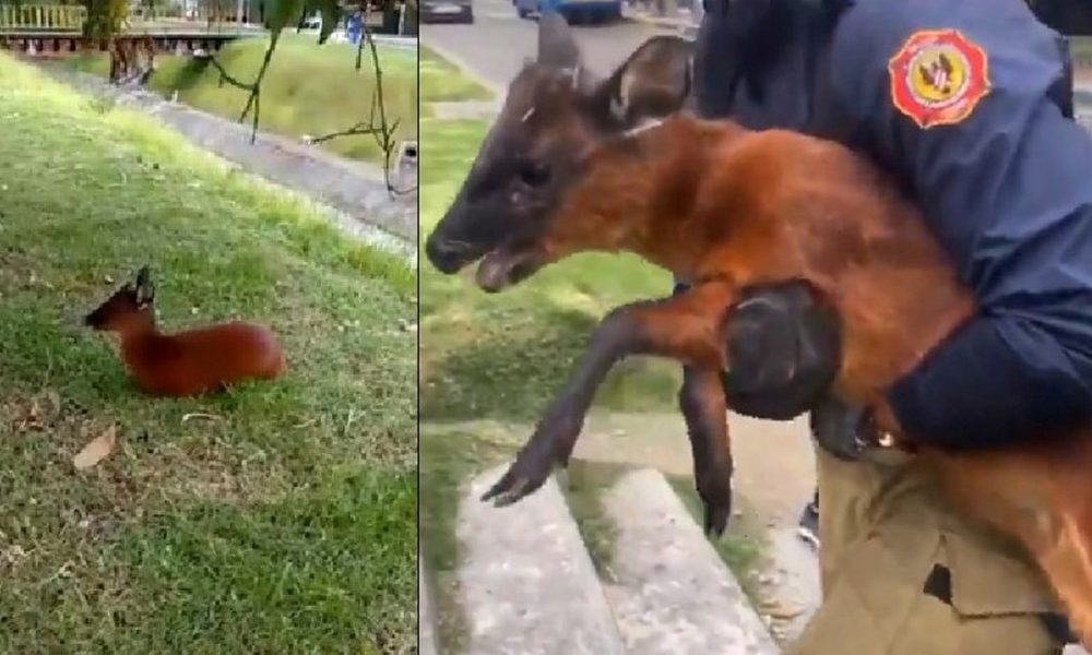 Rescataron un venado en plena vía pública de Bogotá