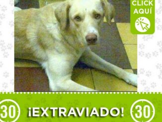 "Yeico" se perdió en el barrio Doce de Octubre 1 yeico