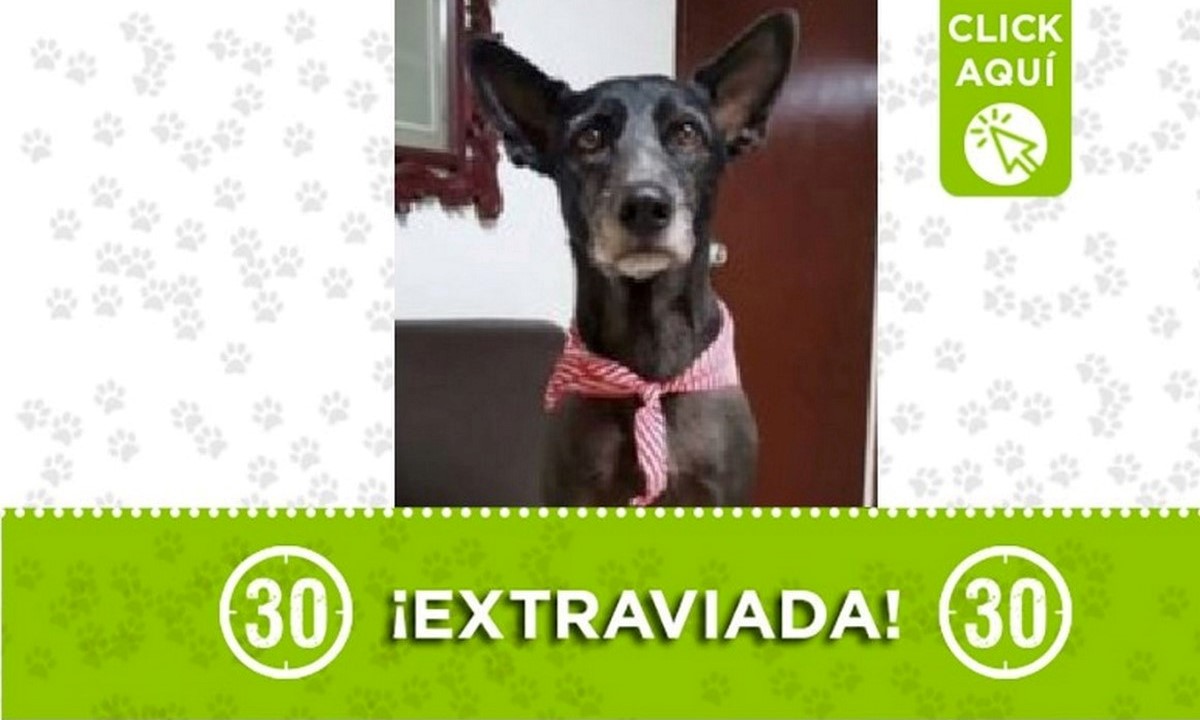 Zacha perdida Zacha perdida