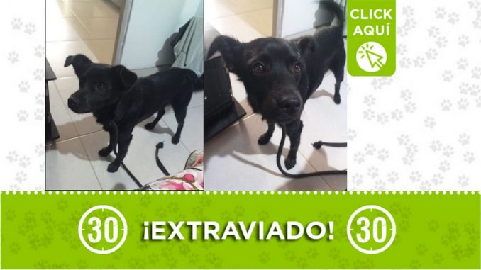 'Zeus' se perdió en el barrio Andalucía La Francia 'Zeus' se perdió en el barrio Andalucía La Francia