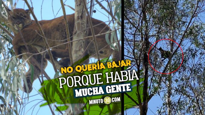 Asustado-un-puma-duro-mas-de-30-horas-en-la-cima-de-un-arbol-en-Santander puma