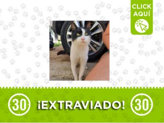 En Caldas, Antioquia se extravió este gato ¿Lo reconoce? 6 Caldas