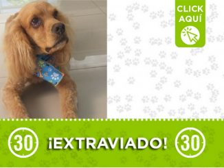 "Caramelo" se perdió en Copacabana 1 "Caramelo" se perdió en Copacabana