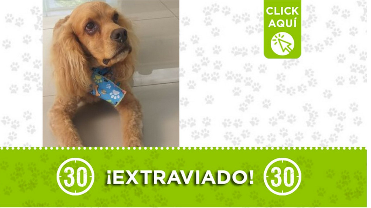 "Caramelo" se perdió en Copacabana