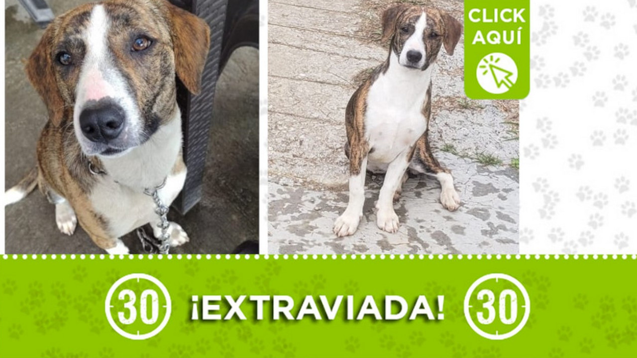 "Cleo" se extravió en Santuario ¿La ha visto?