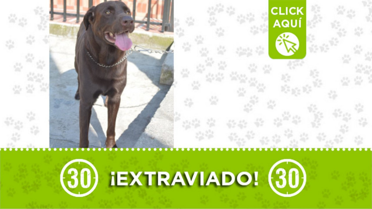 "Coky " se extravió en San Antonio de Prado