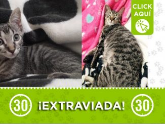 "Dafne" se extravió en Manrique Oriental 1 "Dafne" se extravió en Manrique Oriental
