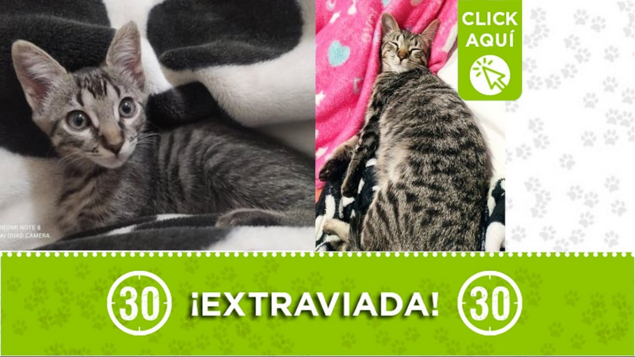 "Dafne" se extravió en Manrique Oriental