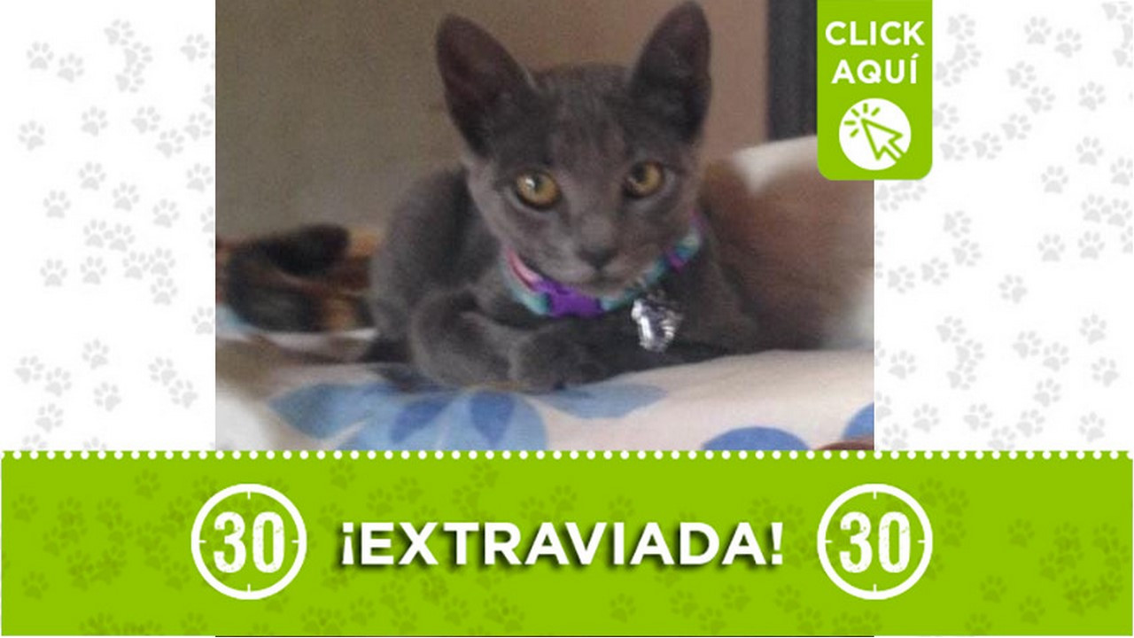 "Dala" se perdió en Itagüí