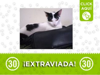 La familia de 'Dulce' la está buscando ¡comparte! 1 Dulce