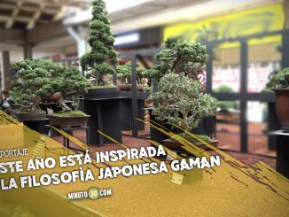 VIDEO: Exposición Bonsái en Medellín como símbolo de perseverancia en tiempos de pandemia 1 Exposición Bonsái en Medellín