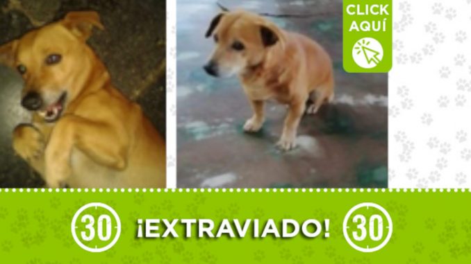 "Guardian" se perdió en San Antonio de Prad "Guardian" se perdió en San Antonio de Prad