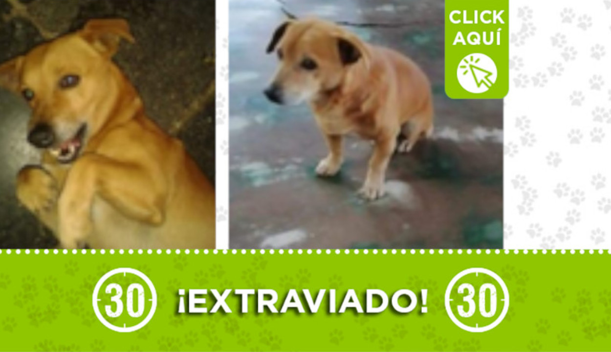 "Guardian" se perdió en San Antonio de Prad