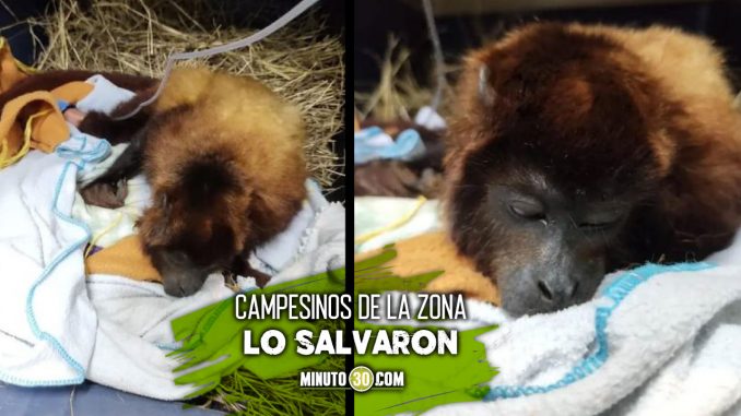 Indignacion-por-hombre-que-baleo-a-un-mono-aullador-rojo mono
