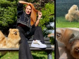 ¿Explotación o maltrato animal? Johanna Fadul mostró el proceso para aparear a su mascota 1 Johanna Fadul perros