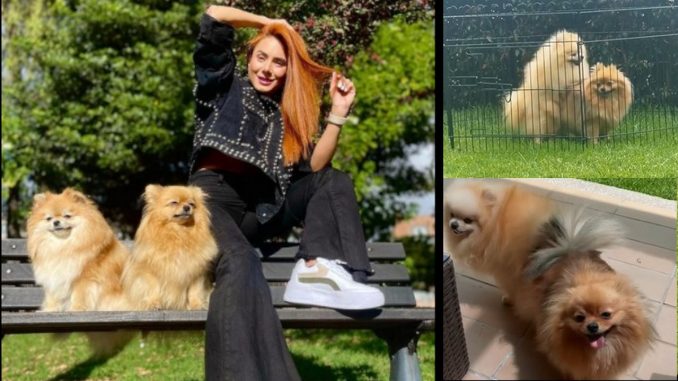 Johanna Fadul perros