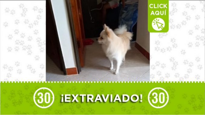 Kenso perdido Villa Hermosa perrito