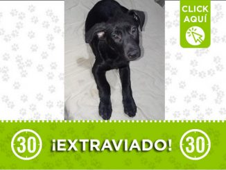 "Limber" se perdió en el barrio Santa Cruz, ¿lo ha visto? 1 LIMBER santa cruz 2021