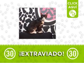 Este gato se perdió en el barrio La Selva ¡Comparte! 1 La Selva