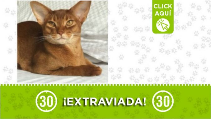 Buscan a "Leia" se extravió en Barbosa Buscan a "Leia" se extravió en Barbosa