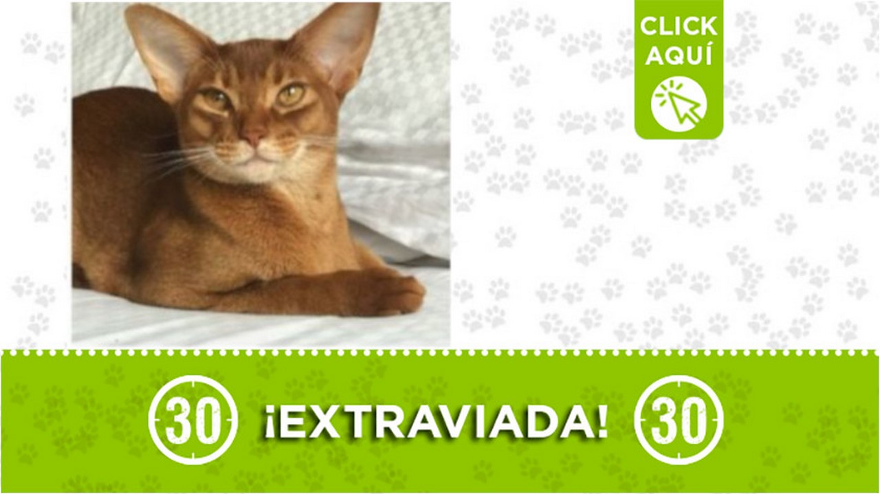 Buscan a "Leia" se extravió en Barbosa