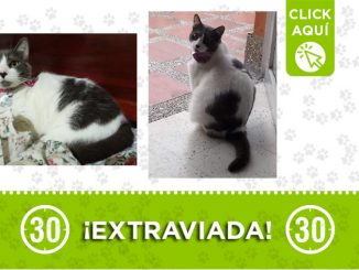 'Lulú' se perdió en Guayabal 1 Lulú