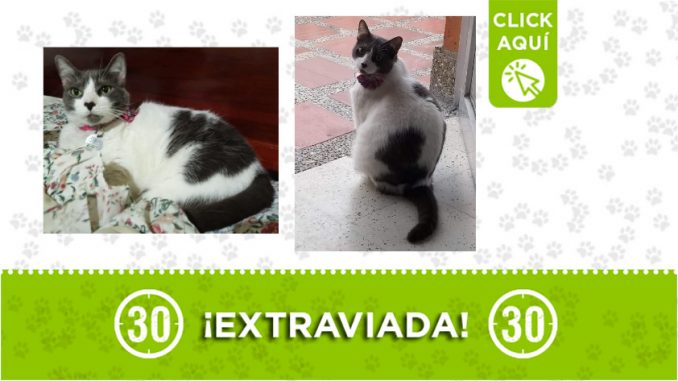 Lulú Lulú