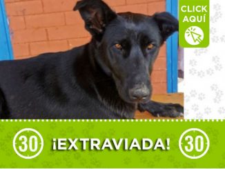 "Luna" se extravió en Alfonso López 1 "Luna" se extravió en Alfonso López
