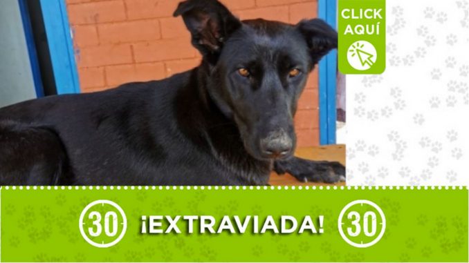 "Luna" se extravió en Alfonso López "Luna" se extravió en Alfonso López