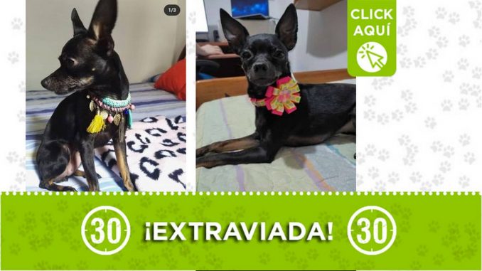 Buscan a "Lupe", se extravió en Belén San Bernardo Buscan a "Lupe", se extravió en Belén San Bernardo