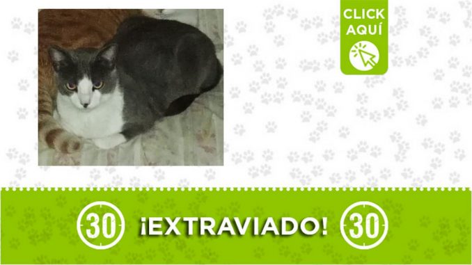 "Napoleón" se extravió en El Salvador ¿Lo ha visto? "Napoleón" se extravió en El Salvador ¿Lo ha visto?