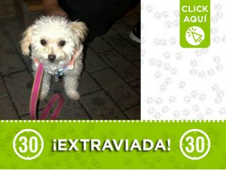 Buscan a "Niña", se extravió en Belén 3 Buscan a "Niña", se extravió en Belén