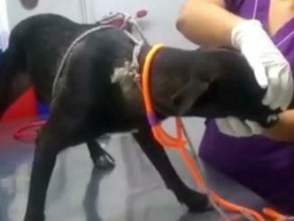 Aberrante: Un desgraciado violó a esta perrita 1 Aberrante: Un desgraciado violó a esta perrita