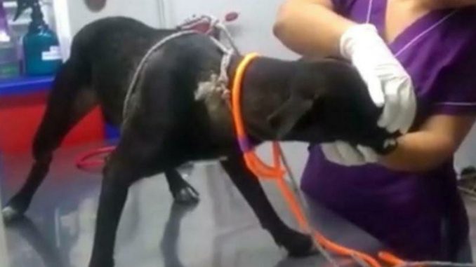 Aberrante: Un desgraciado violó a esta perrita Aberrante: Un desgraciado violó a esta perrita