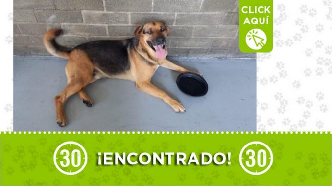 Este perrito fue encontrado en Girardota ¿Es suyo? Este perrito fue encontrado en Girardota ¿Es suyo?