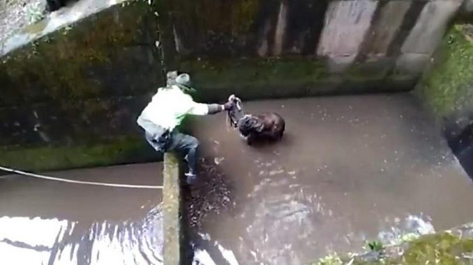 Los aullidos de un perrito que cayó en un río permitieron que fuera rescatado Los aullidos de un perrito que cayó en un río permitieron que fuera rescatado