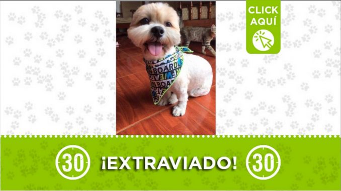 Saimon perro perdido 2021 La Gabriela