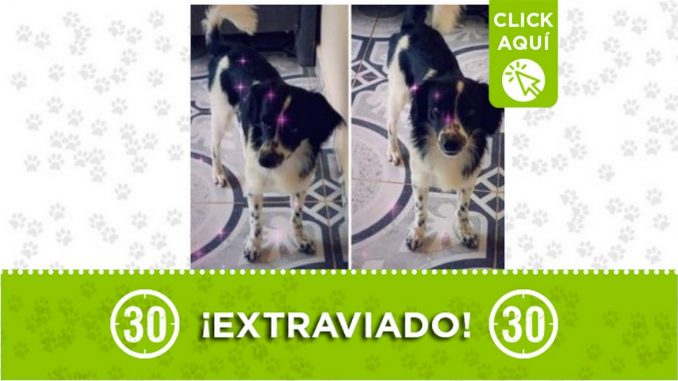 Scubby perro perdido niquia bello 2021