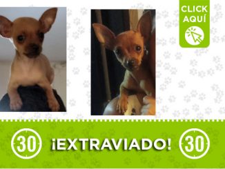 'Sparky' se extravió en el barrio Granizal ¡Comparte! 1 Sparky