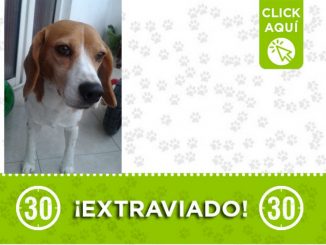 Buscan a "Titán" se perdió en Campo Valdés 1 ¡Comparte!