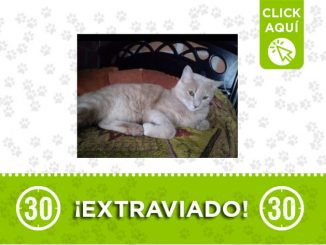'Toby' se perdió en Andalucía 1 Toby