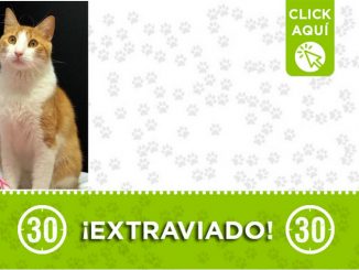 ¿Lo ha visto? "Tommy" se perdió en La Floresta 1 ¿Lo ha visto? "Tommy" se perdió en La Floresta
