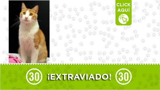 ¿Lo ha visto? "Tommy" se perdió en La Floresta ¿Lo ha visto? "Tommy" se perdió en La Floresta