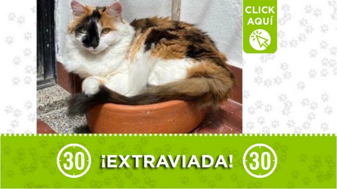 "Uma" se extravió en San Antonio de Pereira ¿La ha visto? "Uma" se extravió en San Antonio de Pereira ¿La ha visto?